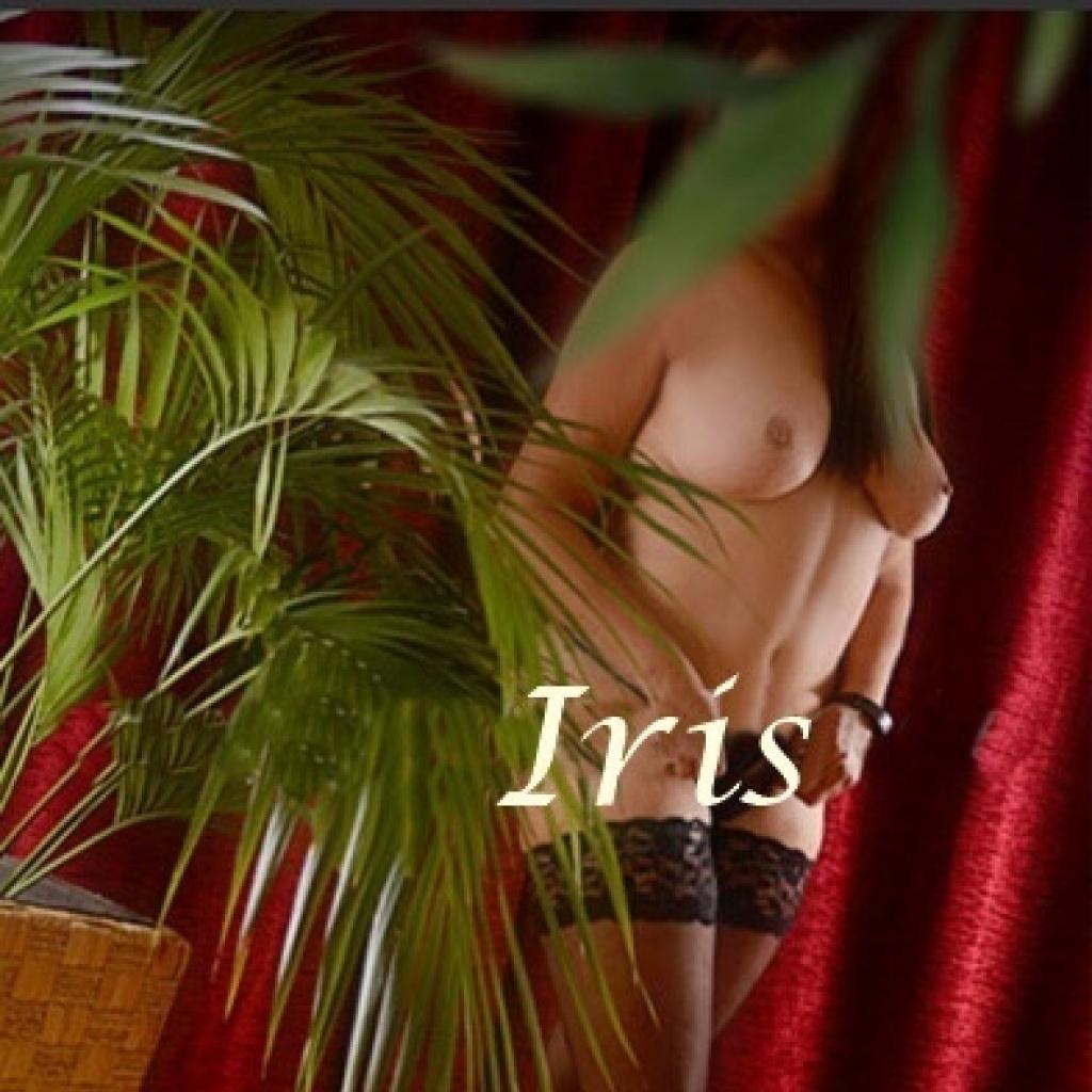Iris aus Südamerika - Bremen_4